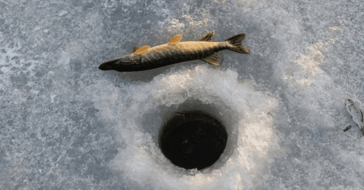 5 Best Cordless Drill for Ice Auger in 2023